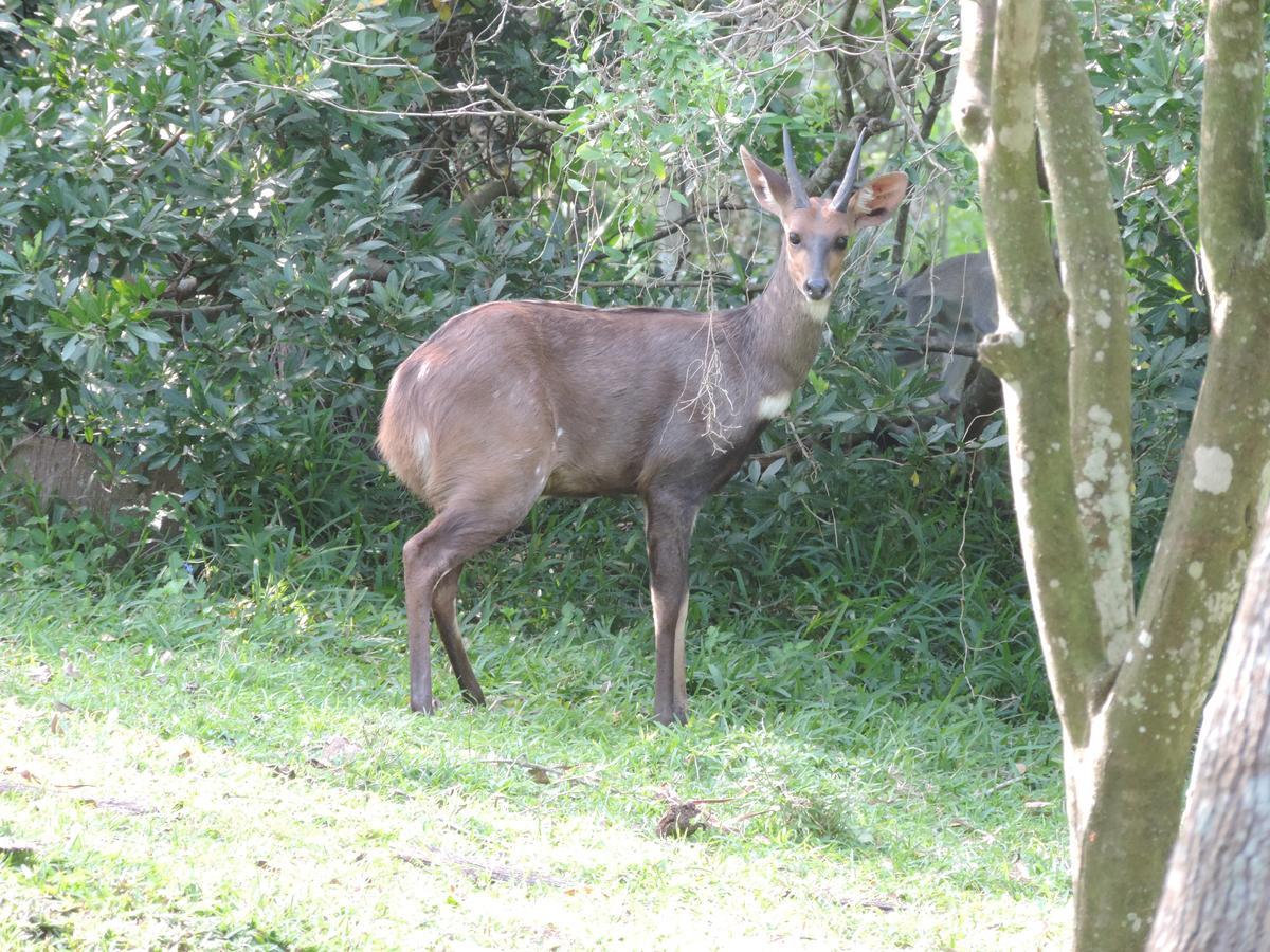 St Lucia Kingfisher Lodge 외부 사진